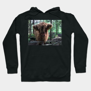 Scottish Highland Cattle Calf 1485 Hoodie